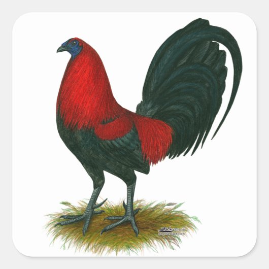American Gamecock: Bruin Rood Vierkante Sticker (Voorkant)