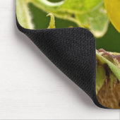 American Gold Finch Muismat (Hoek)