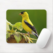 American Gold Finch Muismat (Met muis)