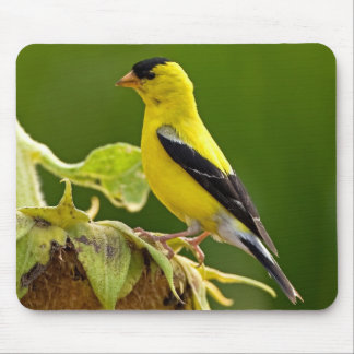 American Gold Finch Muismat
