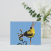 American Goldfinch Briefkaart (Staand voorkant)