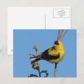 American Goldfinch Briefkaart (Voorkant / Achterkant)
