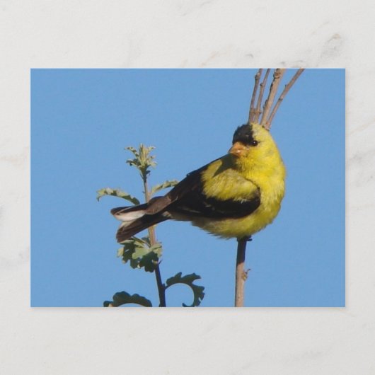 American Goldfinch Briefkaart (Voorkant)