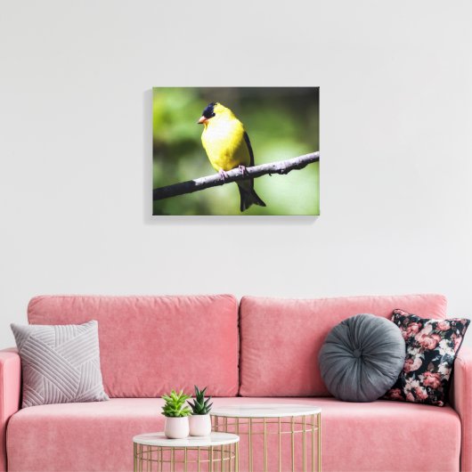 American Goldfinch Canvas Print (Insitu (Woonkamer))