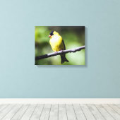 American Goldfinch Canvas Print (Insitu (Houten vloer))