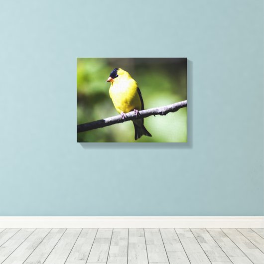 American Goldfinch Canvas Print (Insitu (Houten vloer))