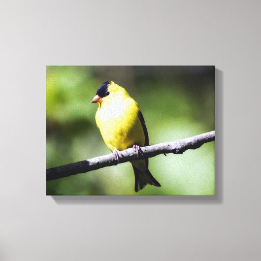 American Goldfinch Canvas Print (Voorkant)