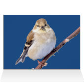 American Goldfinch die naar jou kijkt (Binnen Horizontaal (Boven))