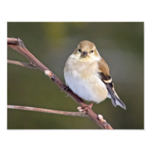 American Goldfinch die naar jou kijkt Foto Afdruk