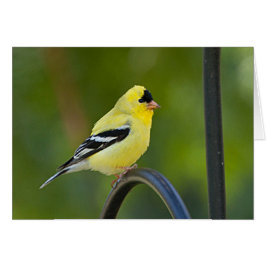 American Goldfinch - Frameable Art Kaart
