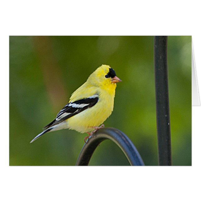 American Goldfinch - Frameable Art Kaart (Voorkant Horizontaal)