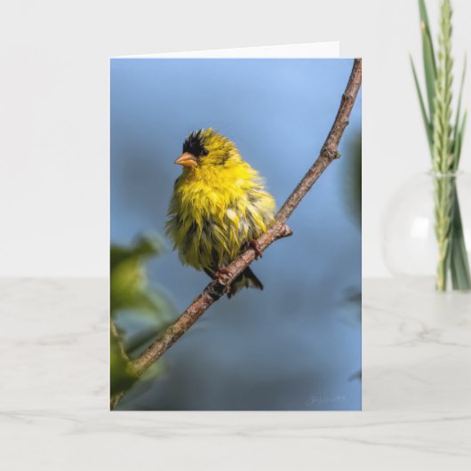 American Goldfinch - Hartelijk dank - Kaart (Voorkant)