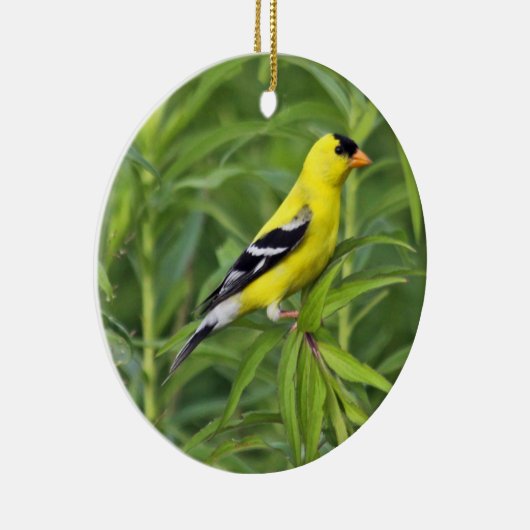 American Goldfinch Ornament (Rechts)