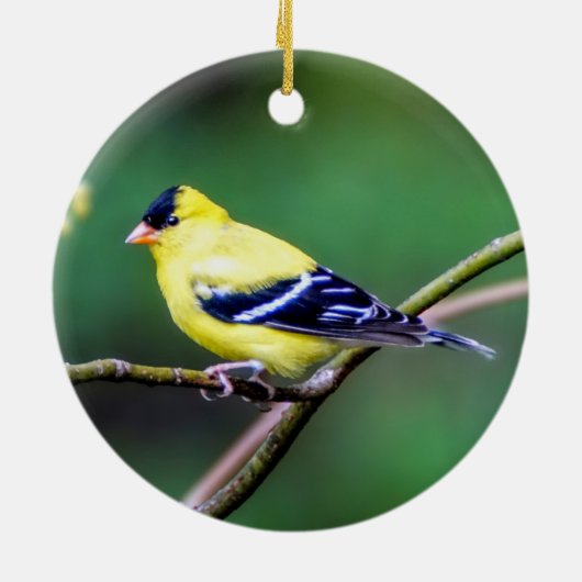 American Goldfinch Ornament (Achterkant)