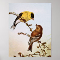 American Goldfinchs Bird Illustration