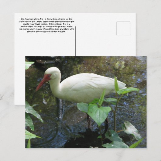 American Ibis Post Card Briefkaart (Voorkant / Achterkant)