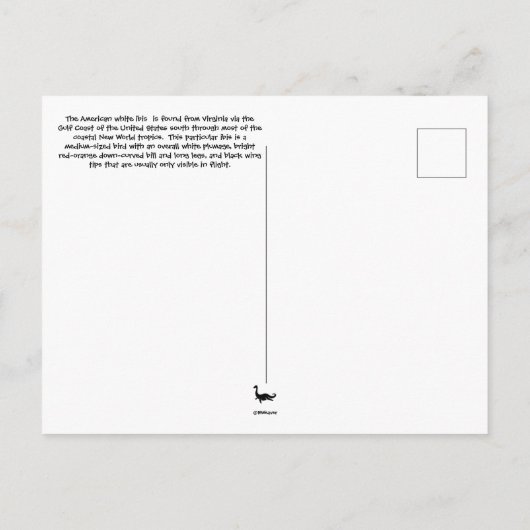 American Ibis Post Card Briefkaart (Achterkant)