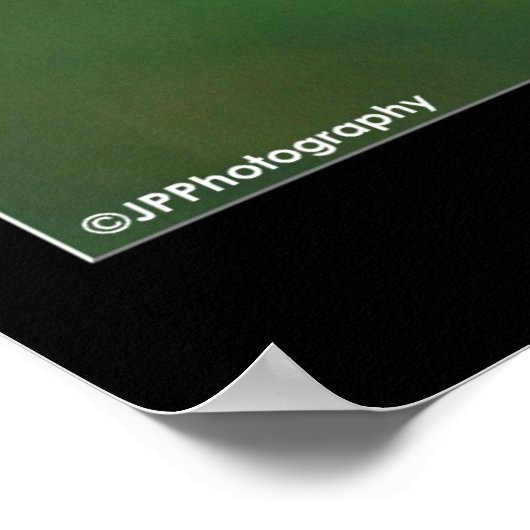 American Kestral Poster (Hoek)