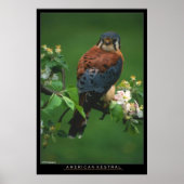 American Kestral Poster (Voorkant)