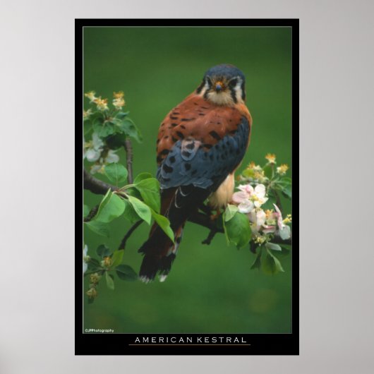 American Kestral Poster (Voorkant)