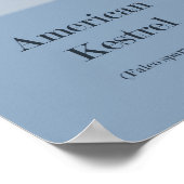 American Kestrel (Falco sparverius) Objecten Afdru Poster (Hoek)