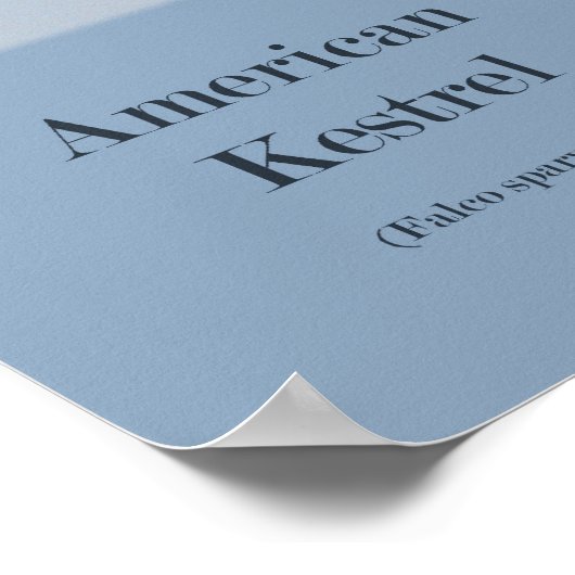 American Kestrel (Falco sparverius) Objecten Afdru Poster (Hoek)