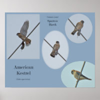 American Kestrel (Falco sparverius) Objecten Afdru