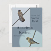 American Kestrel (Falco sparverius) Objecten Briefkaart (Voorkant / Achterkant)