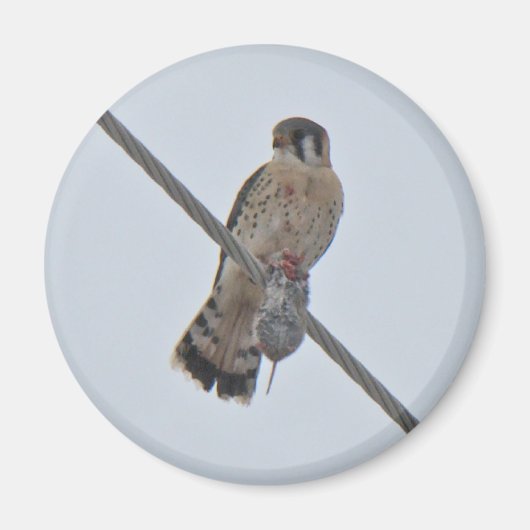 American Kestrel (Falco sparverius) Objecten Magneet (Voorkant)