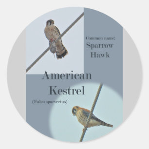 American Kestrel (Falco sparverius) Objecten Ronde Sticker