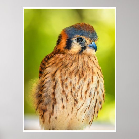 American Kestrel Falcon Portrait Wildlife Print (Voorkant)