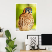 American Kestrel Falcon Portrait Wildlife Print (Thuiskantoor)