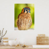 American Kestrel Falcon Portrait Wildlife Print (Keuken)