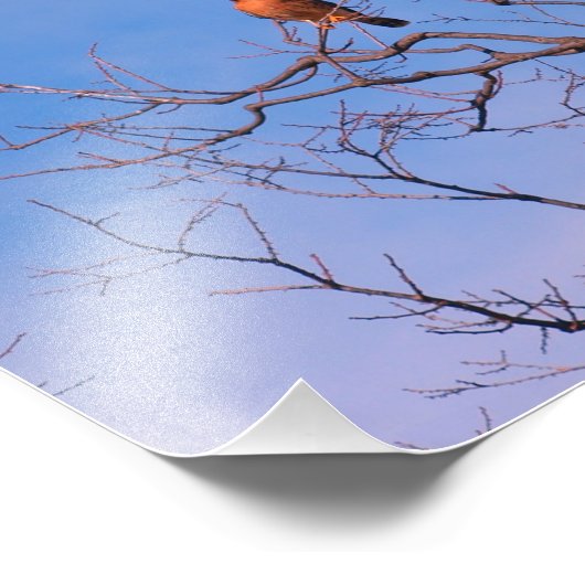 American Kestrel Hawk Foto Afdruk (Hoek)