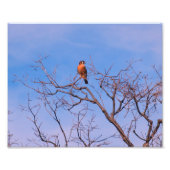 American Kestrel Hawk Foto Afdruk (Voorkant)