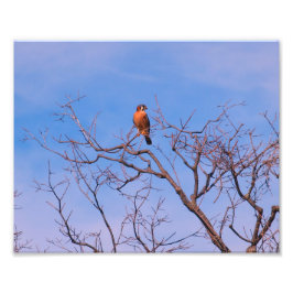 American Kestrel Hawk Foto Afdruk