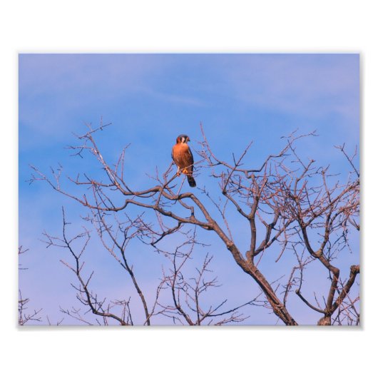 American Kestrel Hawk Foto Afdruk (Voorkant)