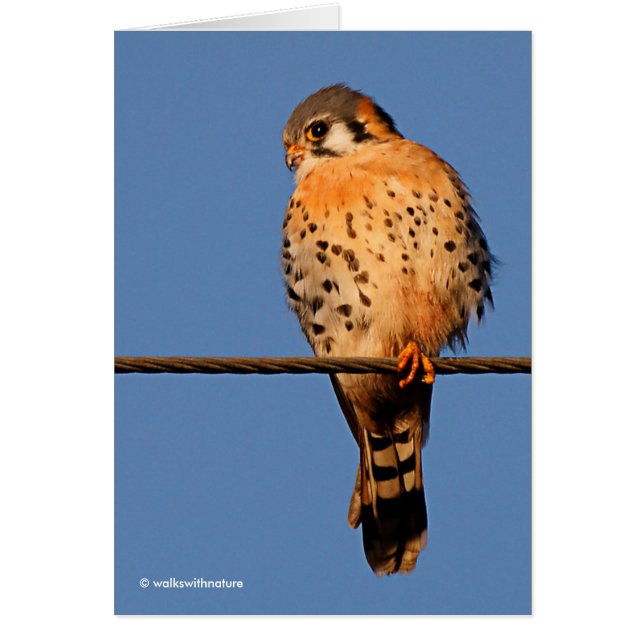 American Kestrel Hawk op een draad (Voorkant)
