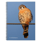 American Kestrel Hawk op een draad Notitieboek (Voorkant)