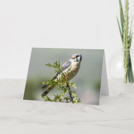 American Kestrel Notecard Kaart