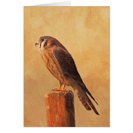 American Kestrel Painting - Original Bird Art (Voorkant)