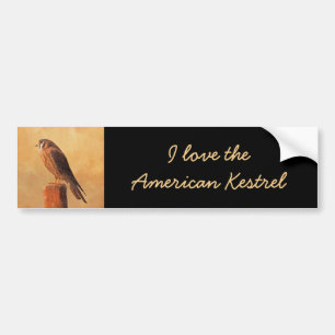 American Kestrel Painting - Original Bird Art Bumpersticker