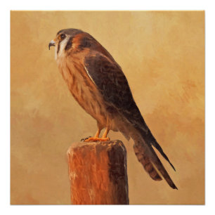 American Kestrel Painting - Original Bird Art Perfect Poster
