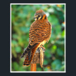 American Kestrel Perched – Falcon Wildlife Photo Foto Afdruk<br><div class="desc">An American kestrel perches alertly on a wooden post in this vibrant wildlife photograph. The colorful plumage and sharp gaze highlight the beauty of North America’s smallest falcon, making this image perfect for bird lovers and wildlife enthusiasts.</div>