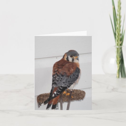 American Kestrel Photo Folded Note Kaart (Voorkant)