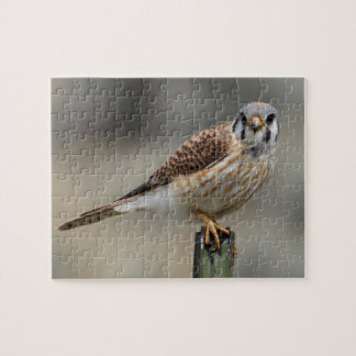 American Kestrel Puzzle Legpuzzel