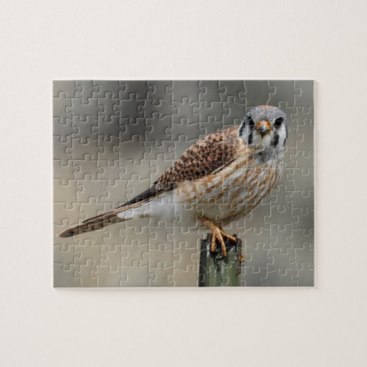 American Kestrel Puzzle Legpuzzel (Horizontaal)