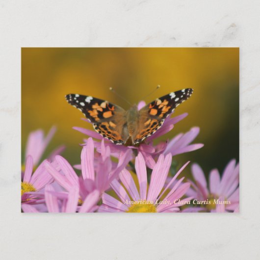 American Lady Butterfly & Clara Curtis Mums Briefkaart (Voorkant)