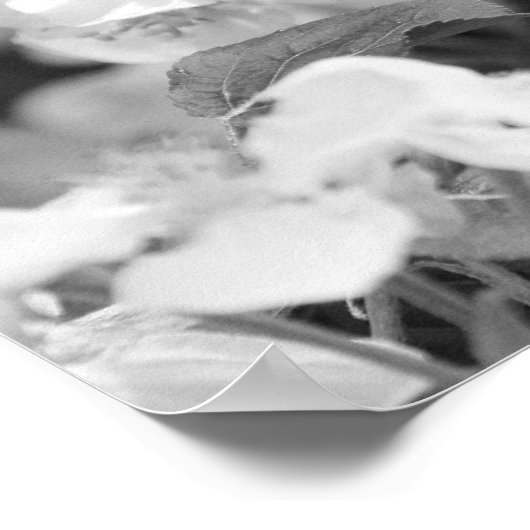 American Lady Butterfly on Blossom Poster (Hoek)