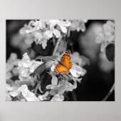 American Lady Butterfly on Blossom Poster (Voorkant)